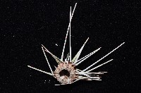浪腔海膽(波紋腔海膽)藏品圖，第4張