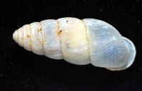 草包蝸牛藏品圖，第2張