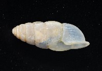 草包蝸牛藏品圖，第3張