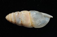 草包蝸牛藏品圖，第4張