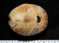 心形海壺藏品圖，第2張