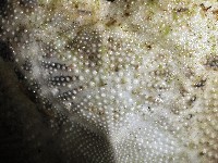 心形海壺藏品圖，第3張