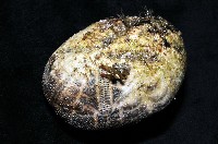 心形海壺藏品圖，第4張