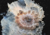 未知種透明浮游海參藏品圖，第2張
