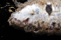 未知種深海海參藏品圖，第2張