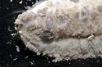 未知種深海海參藏品圖，第3張