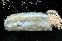 未知種深海海參藏品圖，第4張