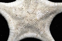 銳形角海星藏品圖，第2張
