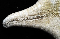 銳形角海星藏品圖，第4張