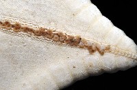 未知種角海星藏品圖，第3張