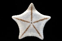 未知種角海星藏品圖，第4張