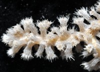 未知種深海棘軟珊瑚藏品圖，第3張