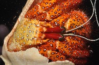 斑點真寄居蟹藏品圖，第4張
