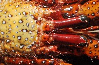 斑點真寄居蟹藏品圖，第3張
