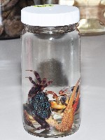 四角招潮藏品圖，第4張
