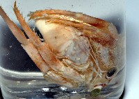 畸形真寄居蟹藏品圖，第3張