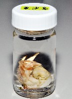 畸形真寄居蟹藏品圖，第4張