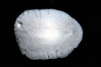 大盤扁蟲藏品圖，第3張