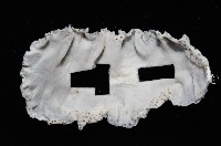 大盤扁蟲藏品圖，第3張