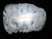 大盤扁蟲藏品圖，第4張