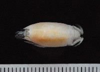 臺灣鼴鼠蟹藏品圖，第1張