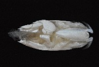 臺灣鼴鼠蟹藏品圖，第2張