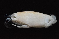 臺灣鼴鼠蟹藏品圖，第3張