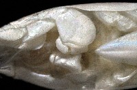 臺灣鼴鼠蟹藏品圖，第4張