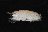 臺灣鼴鼠蟹藏品圖，第3張