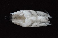 臺灣鼴鼠蟹藏品圖，第3張