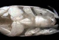 臺灣鼴鼠蟹藏品圖，第4張