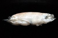 臺灣鼴鼠蟹藏品圖，第2張