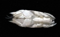 臺灣鼴鼠蟹藏品圖，第4張