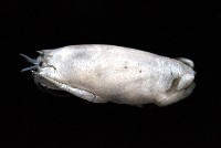 臺灣鼴鼠蟹藏品圖，第2張