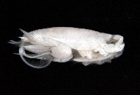 臺灣鼴鼠蟹藏品圖，第3張