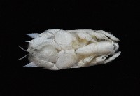臺灣鼴鼠蟹藏品圖，第4張