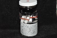 光齒非擬原足蟲藏品圖，第2張