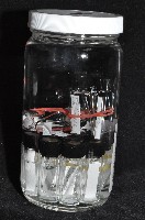光齒非擬原足蟲藏品圖，第4張