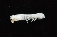 光齒非擬原足蟲藏品圖，第2張