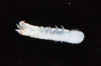 光齒非擬原足蟲藏品圖，第3張