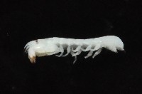 光齒非擬原足蟲藏品圖，第4張