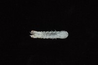 光齒非擬原足蟲藏品圖，第5張