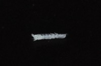 光齒非擬原足蟲藏品圖，第4張