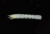 光齒非擬原足蟲藏品圖，第2張