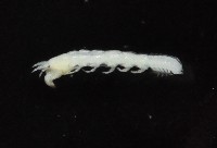 光齒非擬原足蟲藏品圖，第3張