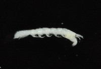 光齒非擬原足蟲藏品圖，第4張