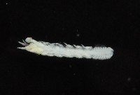 光齒非擬原足蟲藏品圖，第5張