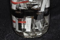 東界原足蟲藏品圖，第4張