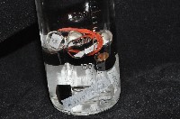 東界原足蟲藏品圖，第3張