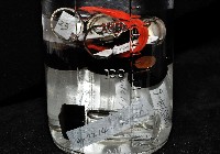 東界原足蟲藏品圖，第4張